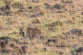Leopard (Panthera pardus) walking in the grass on a savanna in Africa, Maasai mara national reserv,