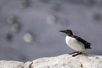 Common guillemot (Uria aalge), adult bird sitting on a white rock and looking upwards, Hornoya