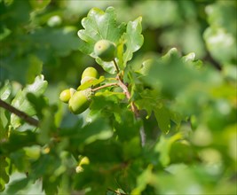 Several green acorns, unripe fruits of the common oak (Quercus pedunculata) or summer oak or