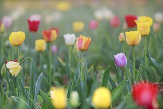 Colourful sea of tulips with splashes of yellow, red, purple and white