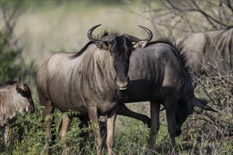 Blue wildebeest (Connochaetes taurinus), Mziki Private Game Reserve, North West Province, South