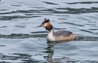 Great crested grebe (Podiceps cristatus) in the lake