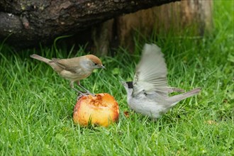 Blackcap male with open wings and female sitting on apple in green grass looking at each other