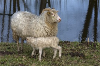 Moorschnucken lamb (Ovis aries) suckling with its mother in the pasture by a pond,