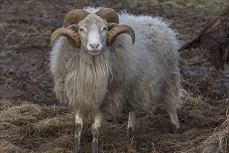 Horned moorland sheep (Ovis aries) on pasture, Mecklenburg-Western Pomerania, Germany, Europe