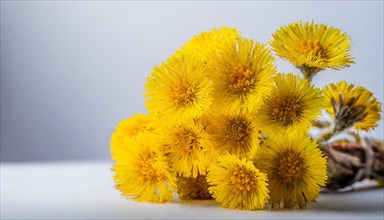 A bunch of coltsfoot flowers in a glass jar, focussed and illuminated with a blurred background,