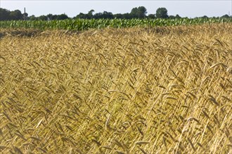Rye field, rye ears, cereal grain, East Frisia, Germany, Europe