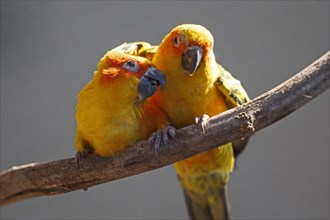 Sun conure (Aratinga solstitialis), One parrot seems to be tenderly feeding the other on a branch