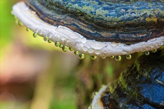 Red-belted conk (Fomitopsis pinicola) with hanging water drops on a tree trunk