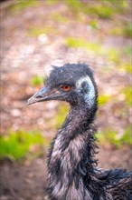 Portrait of an emu (Dromaius novaehollandiae) bird with its red eyes, Eisenberg, Thuringia,