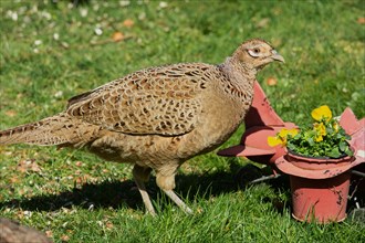 Female pheasant standing next to aeroplane with flower pot in green grass on the right