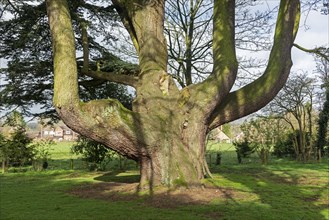 Large tree in the garden of the youth hostel, Tiddington, Stratford upon Avon, England, Great