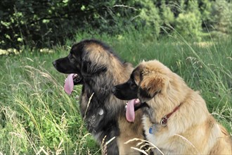 Leonberger dogs, Two dogs seen from the side, one looks away, in the green, Leonberger dog,