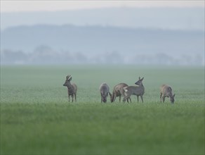 European roe deers (Capreolus capreolus), a group, a jump, in a field, wildlife, Thuringia,