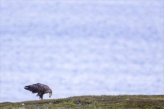 White-tailed eagle (Haliaeetus albicilla), adult bird feeding on preyed fish, Varanger, Finnmark,