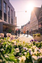 A busy city street with flowers in the foreground, sunrise, Nagold, Black Forest, Germany, Europe