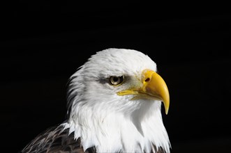 Bald eagle, Haliaeetus leucocephalus, side profile of a bald eagle with dark background, visible