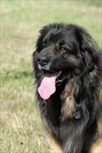 Leonberger dog, close-up of a black and brown dog with tongue sticking out in a meadow, Leonberger
