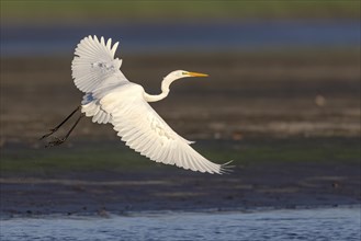 Great egret (Egretta alba), flying over a draining fish pond in search of food, Lusatia, Saxony,
