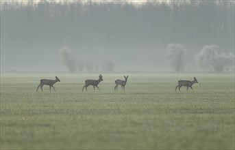 European roe deers (Capreolus capreolus) running across a field, wildlife, Thuringia, Germany,