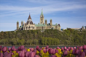 Bed of pink and yellow Tulipa, Tulips plus Canadian Parliament buildings and Ottawa river in
