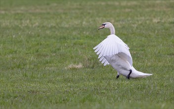 Mute swan (Cygnus olor) landed in a meadow