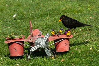 Male blackbird on aeroplane with flower pots standing in green grass looking left