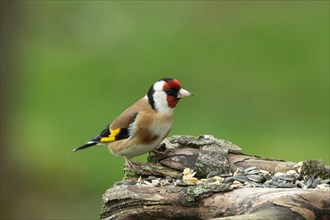 Goldfinch sitting on branch looking right