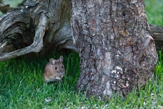 Wood mouse standing in green grass looking down next to tree root