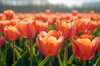 Bright orange tulips glowing in the sunlight, AI generated