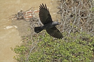 Western jackdaw (Corvus monedula), flying