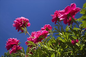 Close-up and underside view of pink perennial herbaceous Paeonia, Peony flowers against blue sky in