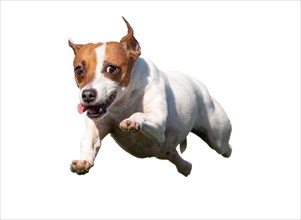 Happy jack russell terrier puppy dog flying up in the air isolated on white