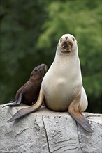 California sea lion (Zalophus californianus), A sea lion pup leans against its watchful parent