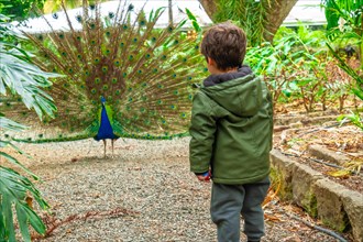 A boy looking at an open male Indian peacock because he is in heat looking for females