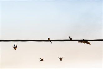 Swallows flying, power line, flock of birds, migratory birds, Lake Kerkini, Lake Kerkini, Central