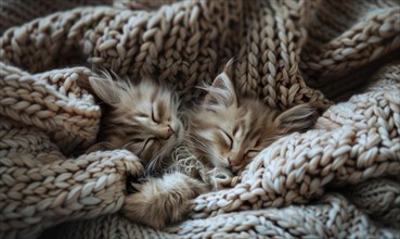 Maine Coon kittens curled up in a cozy knitted blanket AI generated