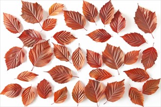 A collection of red and brown autumn leaves arranged on a white background, AI generated