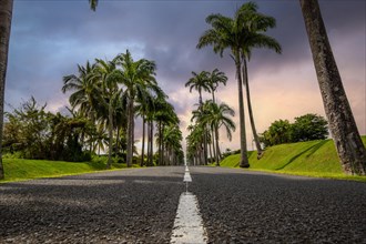 The famous palm avenue l'Allee Dumanoir. Landscape shot from the centre of the street into the