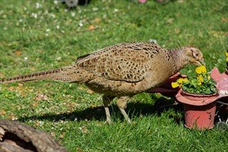 Female pheasant with open beak standing next to aeroplane with flower pots in green grass feeding