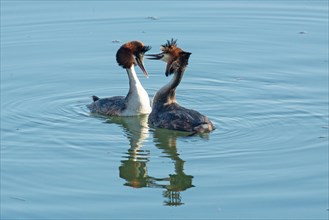 Great crested grebe two adult birds in water with mirror image courtship swimming next to each