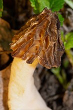 Cap morel Fruit bodies with light brown weblike caps and whitish stalk