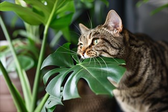 Curious cat trying to eat tropical Monstera houseplant. KI generiert, generiert, AI generated