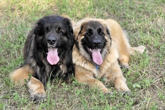 Leonberger dogs, Two Leonberger dogs lie next to each other in the grass and look into the camera,