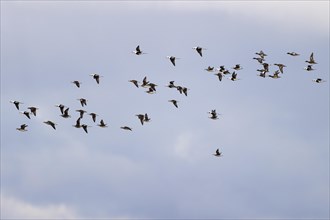 Long-tailed duck (Clangula hyemalis), small flock in flight, Laanemaa, Estonia, Europe