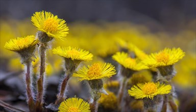 Close-up of yellow flowers with soft background, medicinal plant coltsfoot, Tussilago farfara, KI