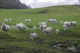 Flock of sheep, Conwy, Wales, Great Britain