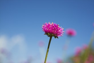 Close-up of pink and yellow Gomphrena globosa 'Truffula Pink' flower against a blue sky in summer,