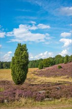 Single juniper stands in a hilly heath landscape under a blue sky with white clouds, purple