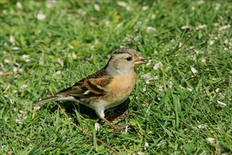 Brambling female with food in beak standing in green grass on the right